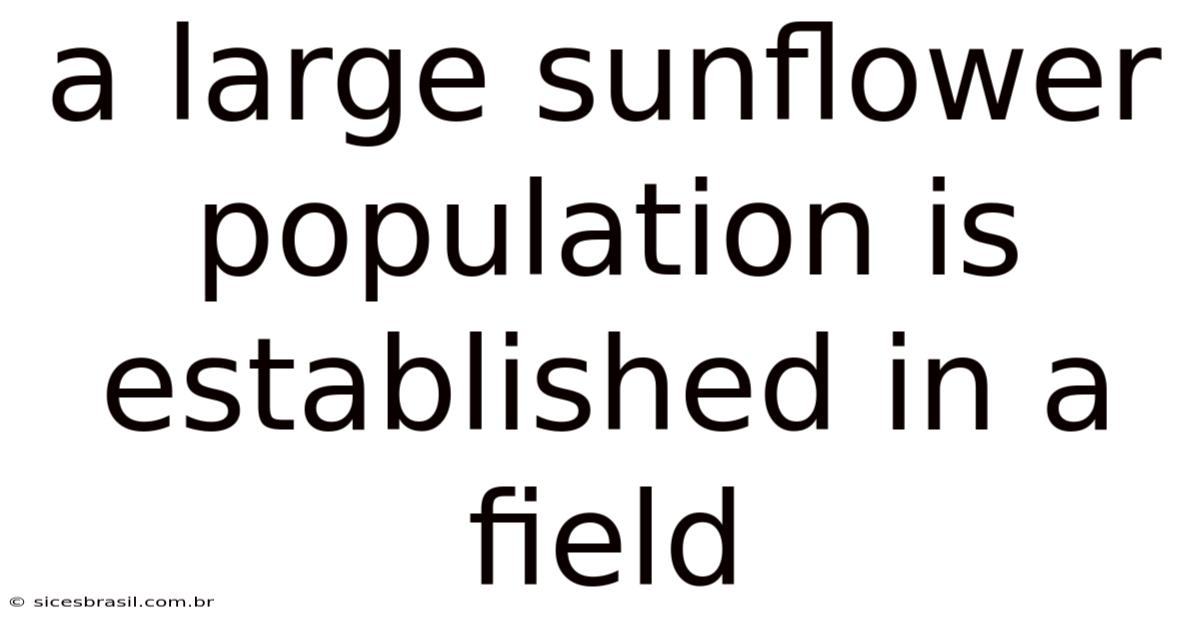 A Large Sunflower Population Is Established In A Field