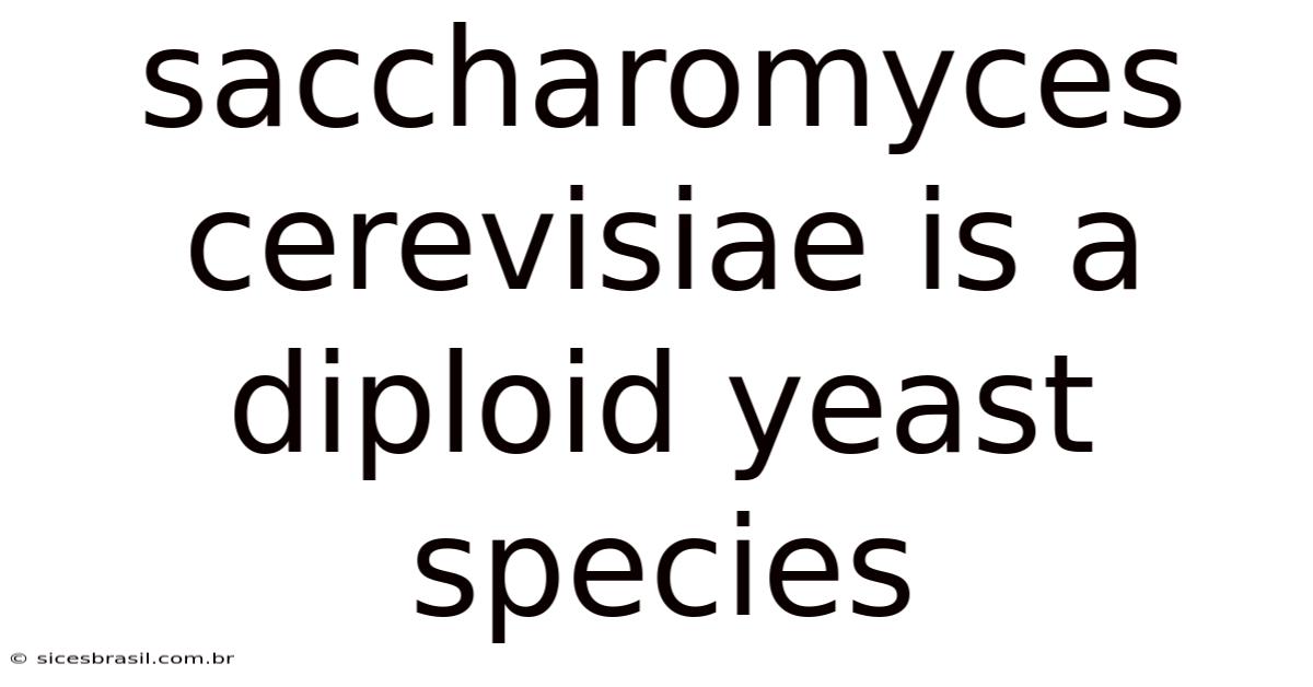 Saccharomyces Cerevisiae Is A Diploid Yeast Species