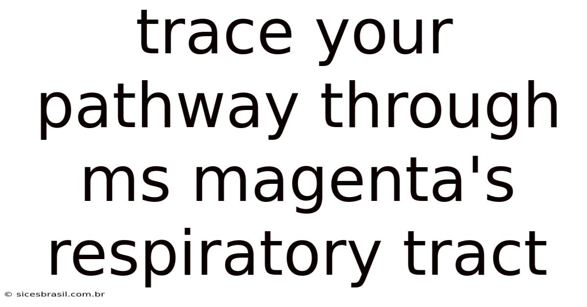 Trace Your Pathway Through Ms Magenta's Respiratory Tract