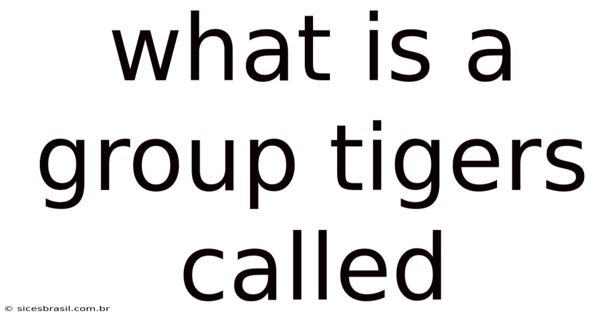 What Is A Group Tigers Called