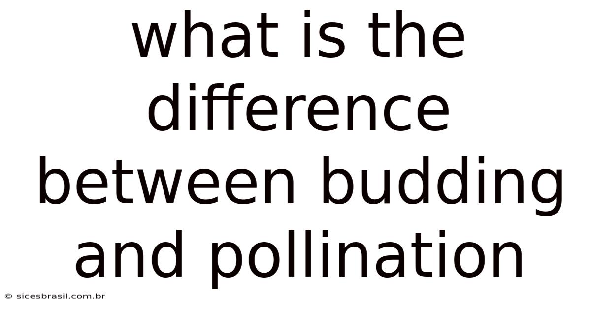 What Is The Difference Between Budding And Pollination