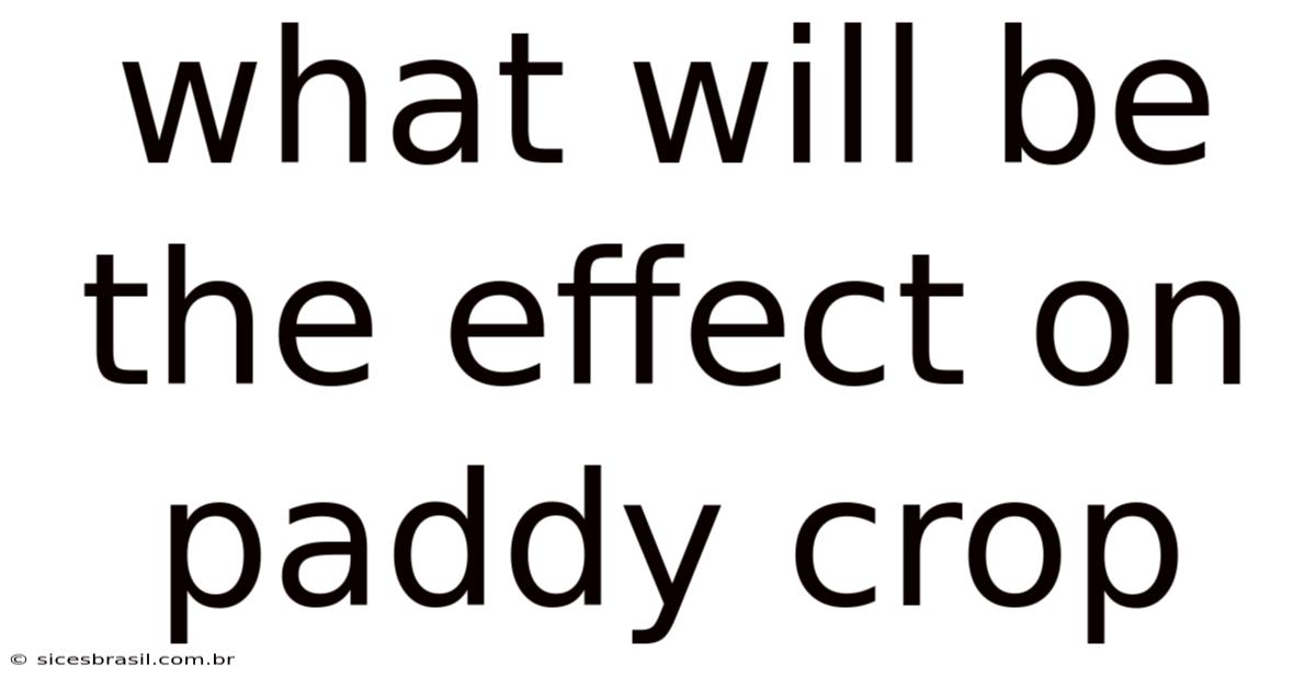 What Will Be The Effect On Paddy Crop
