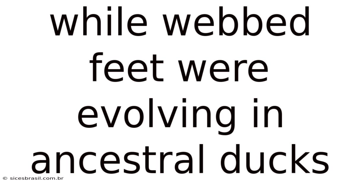 While Webbed Feet Were Evolving In Ancestral Ducks